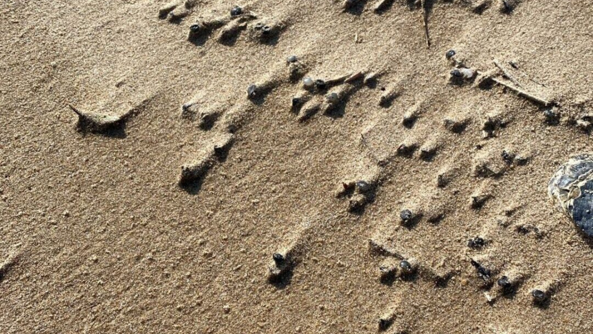 Plastic pellets on sand highlighting microplastic pollution under EU rules